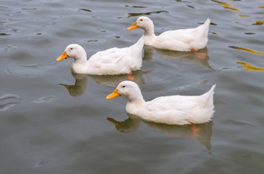 Gölde yüzmeye beyaz ördek