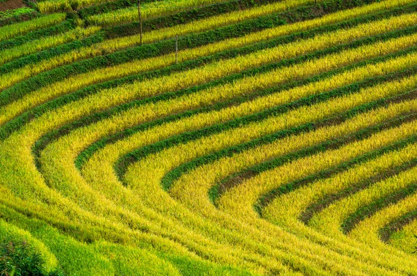 Pirinç tarlaları terasta — Stok fotoğraf