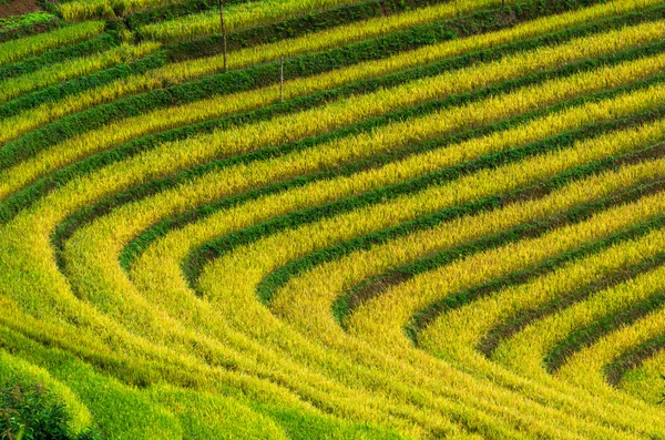 Champs de riz sur terrasse — Photo