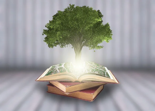 Albero che cresce da vecchi libri — Foto Stock