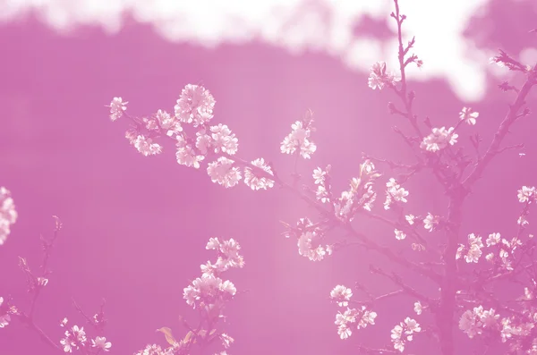Sakura tono de color rosa —  Fotos de Stock