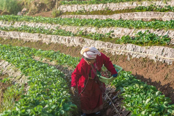 Agricultor no identificado recogiendo frutas de fresa —  Fotos de Stock