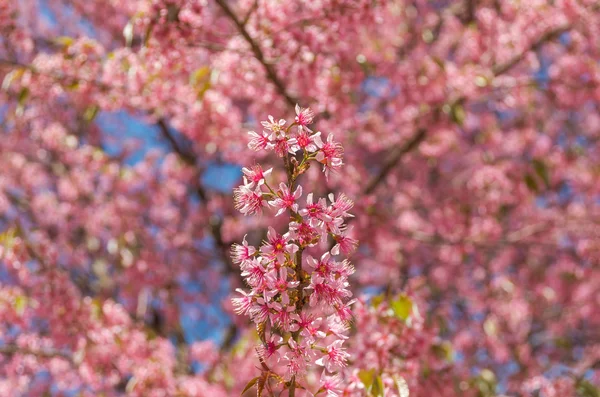 Beautiful Pink Sakura — Stock Photo, Image