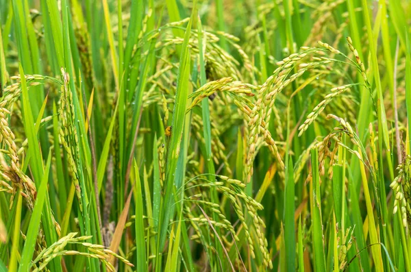 Close up Campo de arroz — Fotografia de Stock