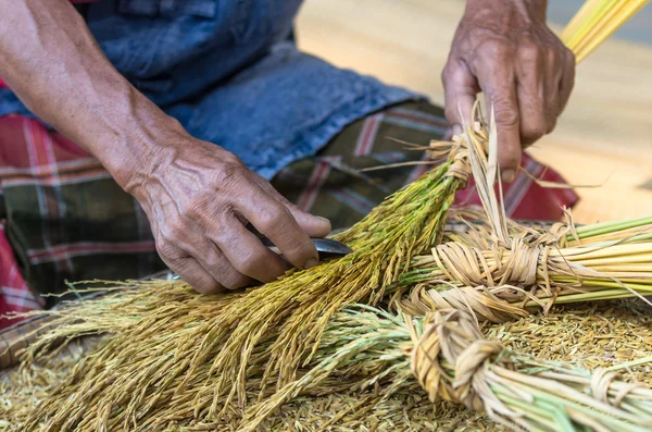 Making folyamat aprított rizs gabona — Stock Fotó