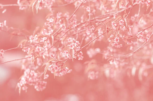 Linda Sakura rosa — Fotografia de Stock
