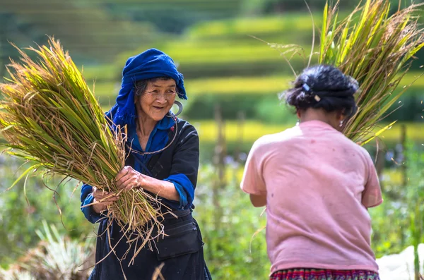 Nedefinovaný vietnamské atrakce H'Mong zemědělci — Stock fotografie