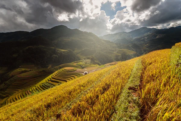 Campos em terraços de arroz — Fotografia de Stock