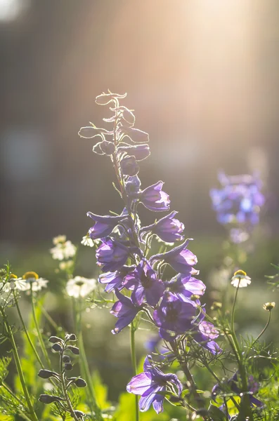 Blue Salia field — Stock Photo, Image