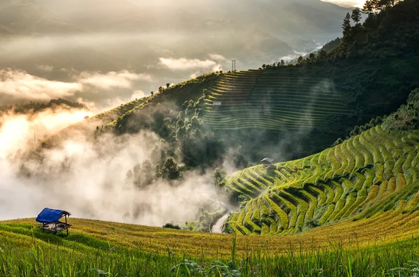 Campos de arroz no terraço — Fotografia de Stock