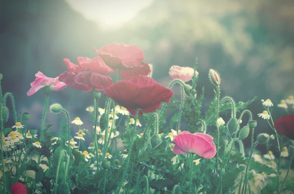 Rød valmue blomster - Stock-foto