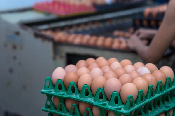 Painel de ovos com máquina de granja de frango — Fotografia de Stock