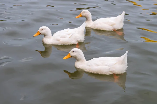 Patos blancos nadando en el lago — Foto de Stock