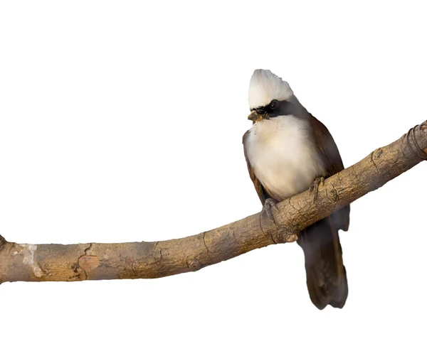 Чубата білий laughingthrush — стокове фото