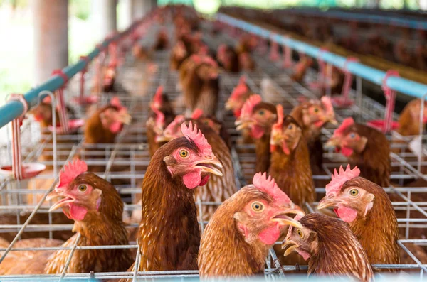 Egg chicken farm — Stock Photo, Image