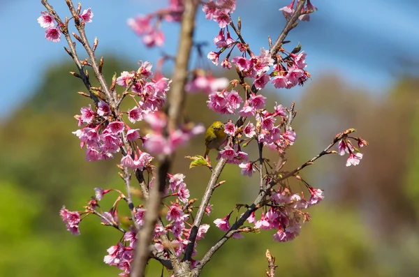 Gele vogel op roze sakura — Stockfoto