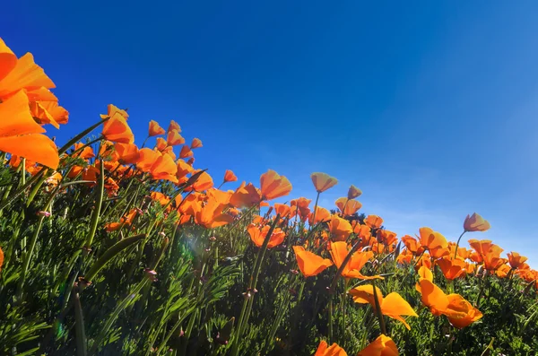 MAK kwiaty pod błękitnym niebem — Zdjęcie stockowe