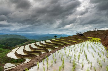 Bann Pa Bong Pieng alan 