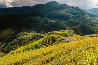 Pirinç tarlaları kuzeybatı Vietnam 