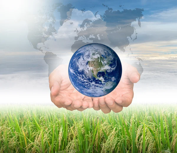 Earth in hands on rice filed — Stock Photo, Image
