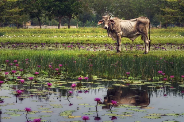 Vaca em pé na relva — Fotografia de Stock