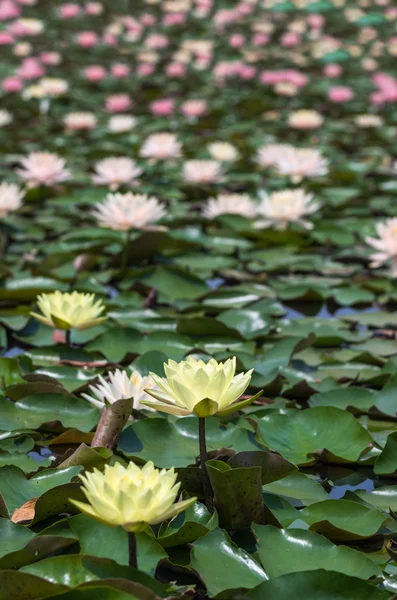 Vackra lotusblommor — Stockfoto