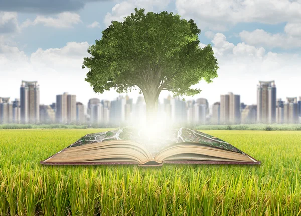 Albero che cresce dal vecchio libro — Foto Stock