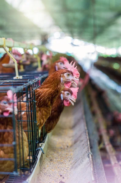 Fazenda de galinhas de ovos — Fotografia de Stock