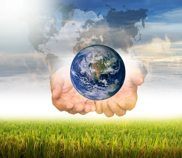 Earth in hands on rice filed — Stock Photo, Image