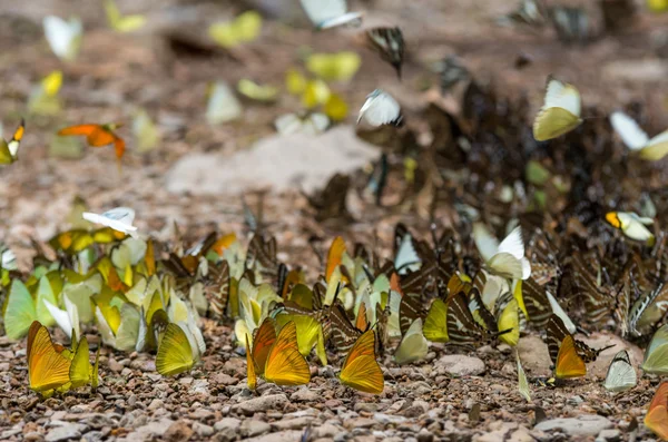 Multi-barevné motýly — Stock fotografie