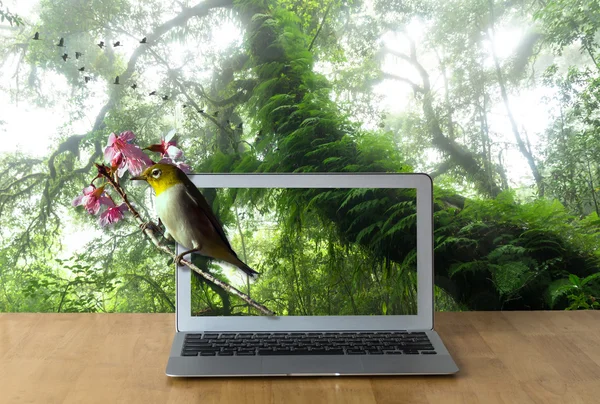 Laptop mostrando pájaro — Foto de Stock