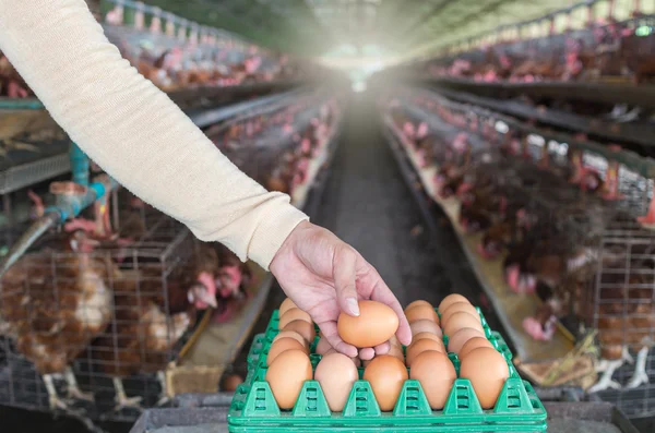 Fazenda de galinhas de ovos — Fotografia de Stock