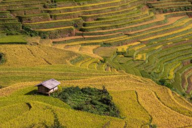 Pirinç tarlaları kuzeybatı Vietnam 