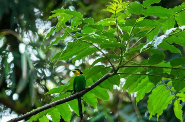 Uzun kuyruklu kılıç 