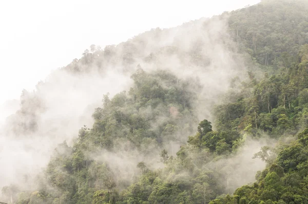 Brouillard couvrant la forêt de montagne — Photo