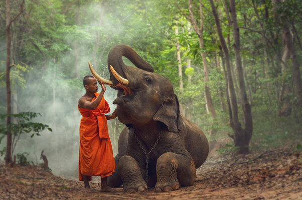 Монах со слоном в глубоком лесу
 