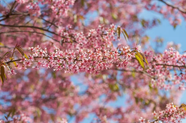 美しいピンクの桜 — ストック写真