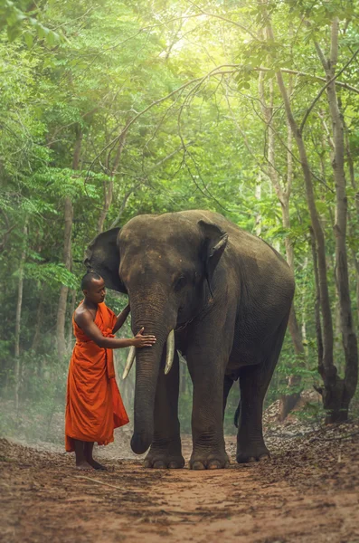 Монах со слоном в лесу — стоковое фото