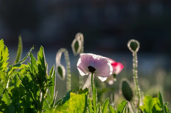 罂粟花, 蠕虫音 — 图库照片