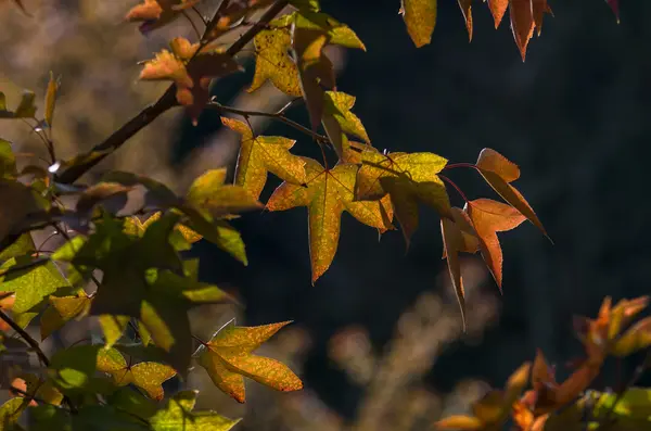 Foglie di acero giallo — Foto Stock