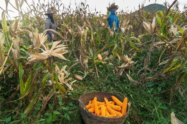 Undefined gardeners harvesting corn — Stock Photo, Image