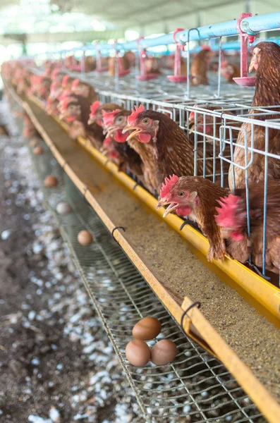 Ägg kycklingfarm — Stockfoto