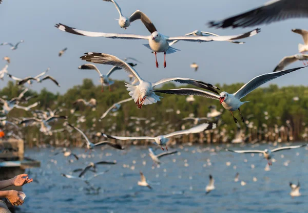 Gaviotas volando para atrapar comida — Foto de Stock