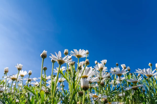 White flowers in green grass — Stock Photo, Image