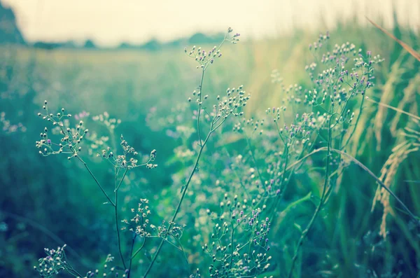 Květiny v trávě na rýžové pole — Stock fotografie