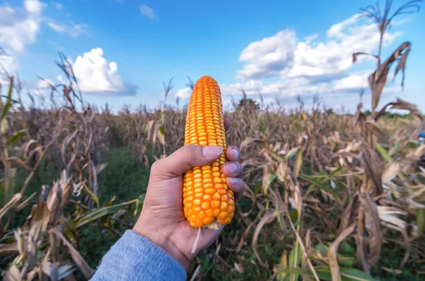 Mão segurando milho — Fotografia de Stock