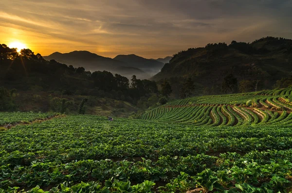 Aardbei boerderij bij zonsopgang met boer — Stockfoto