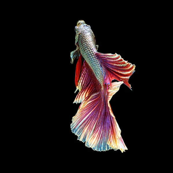 Ruch Piękny Kolorowe Ryby Betta Syjamski Lub Półksiężyc Betta Splendens — Zdjęcie stockowe