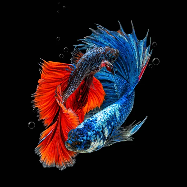 Bewegend Prachtig Van Veelkleurige Siamese Betta Vis Halve Maan Betta — Stockfoto