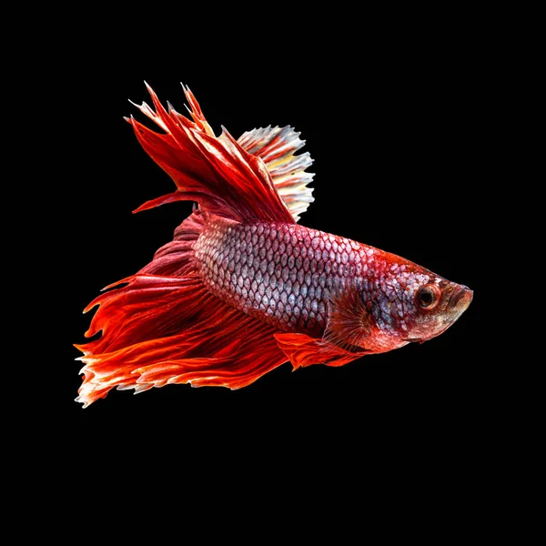 Mouvement Beau Poissons Betta Siamois Colorés Demi Lune Betta Splendens — Photo